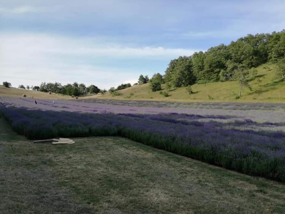 B&B I Girasoli Monte San Pietro Dış mekan fotoğraf